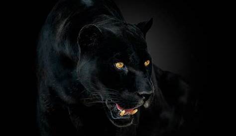 Danger Black Panther Animal Wallpaper Angry s Top Free Angry