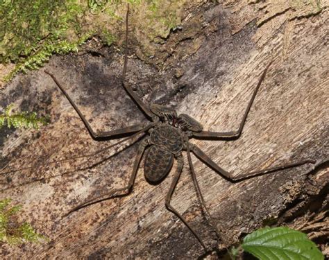 Dangerous Bugs In Belize