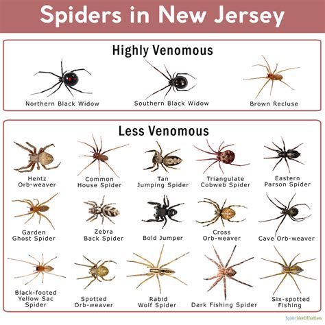 A Indepth Look At Black Widow Spiders In New Jersey