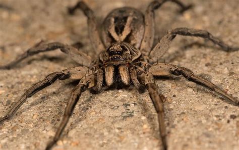 dangerous spiders in sacramento