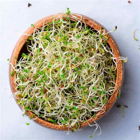 dangers of alfalfa sprouts