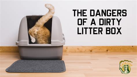 Dangers Of Litter Box In Bedroom