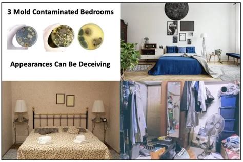 The Best Dangers Of Mould In Bedroom 2023
