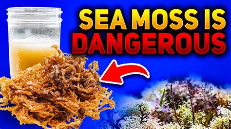 dangers of sea moss gel