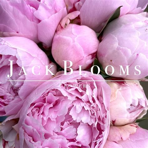 danielle jack blooms