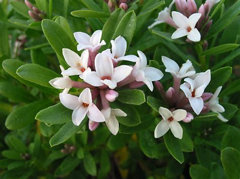 daphne eternal fragrance plant