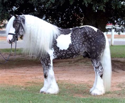 dapple grey overo horse