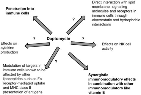 Understanding Daptomycin Side Effects: What You Need to Know About This Antibiotic Treatment