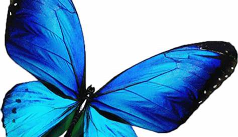 Picture Of Blue Dreamy Glowing Butterfly, Butterfly, Blue Butterfly