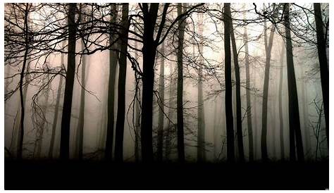 10 Latest Dark Forest Wallpapers Hd FULL HD 1920×1080 For PC Background