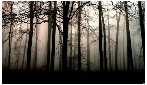Dark Forest 4K Wallpapers - Top Free Dark Forest 4K Backgrounds