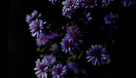 Dark Purple Flowers Aesthetic Transparent PNG - 540x627 - Free Download