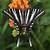 dark zebra swallowtail