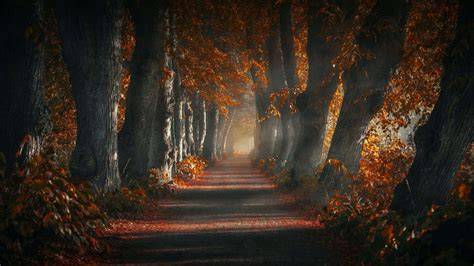 Dark Fall Wallpapers Top Free Dark Fall Backgrounds WallpaperAccess