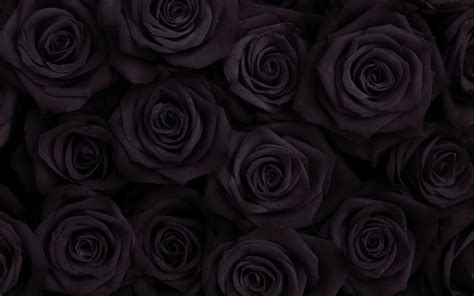 Dark Background Wallpaper Rose