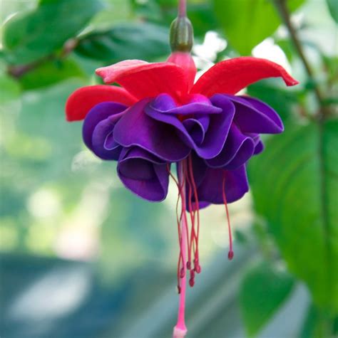 dark eye fuchsia