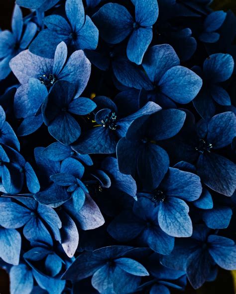 dark flores blue
