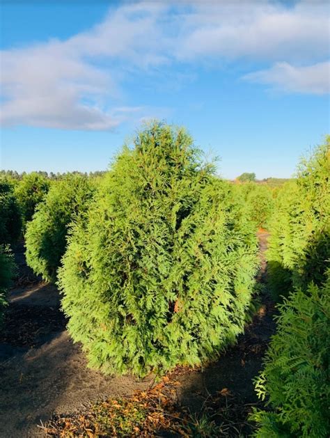 dark green arborvitae