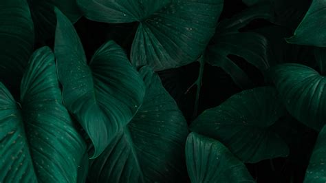 Dark Green Desktop Wallpaper