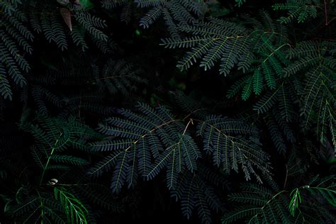 Dark Green Tree Wallpaper