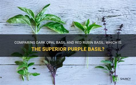 Dark Opal Basil Vs Red Rubin Basil