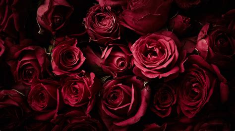 Dark Red Roses: Surprising Meaning Uncovered