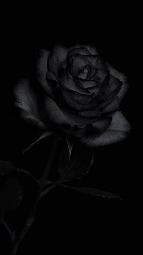 Mystery Behind the Dark Rose: Unforgettable Beauty