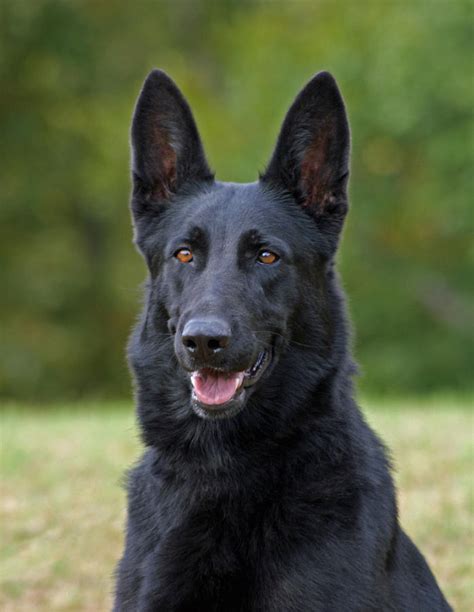 dark shepherd dog