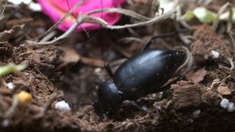 Darkling Beetle Ecosystem