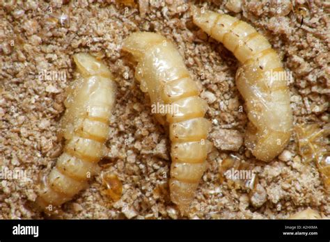 Darkling Beetle Larvae