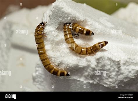 Darkling Beetle Larvae Styrofoam