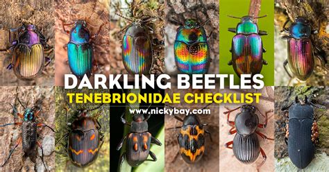 Darkling Beetle Temperature