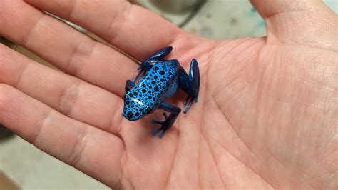 Dart Frogs Reddit