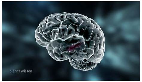 Wieder Rückenwind für "Human Brain Projekt" - Forschung Spezial