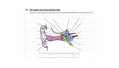 Arbeitsblatt: Das Ohr - Biologie - Anatomie / Physiologie