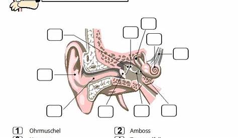 Das Ohr - Materialsammlung - Hören – Unterrichtsmaterial in den Fächern