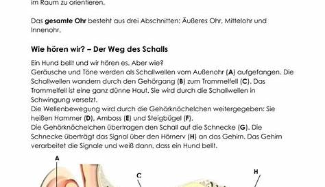 Ohr Arbeitsblatt Grundschule