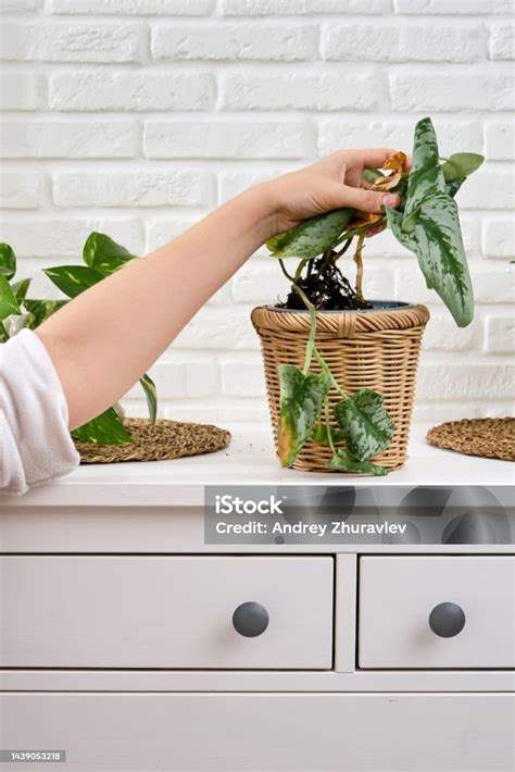 Der Blumentopf Foto & Bild deutschland, europe, schleswig holstein