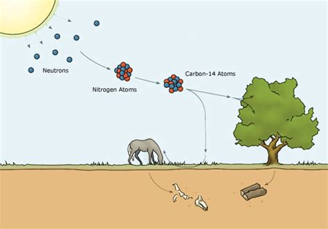 datazione al carbonio 14