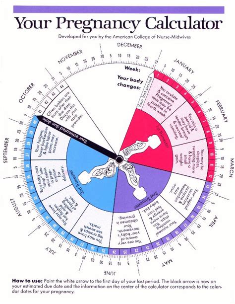date of birth calculator pregnancy