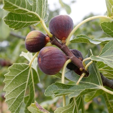 dates and figs for sale