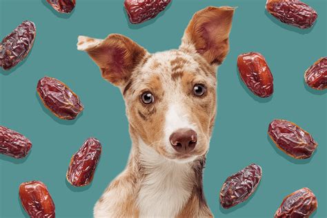 Dates Dogs Eat