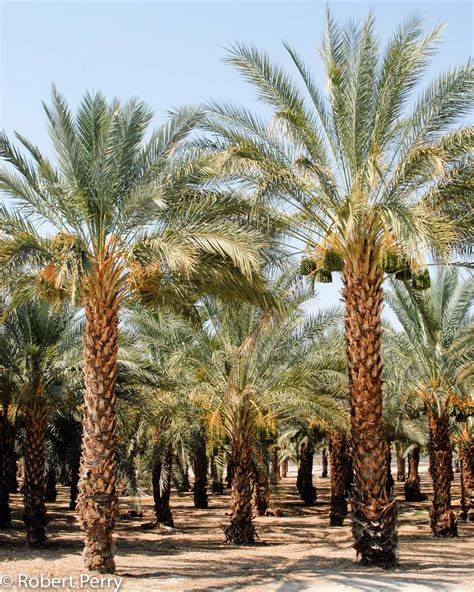 A rich crop of dates on an Arabian date palm tree Stock Photo Alamy