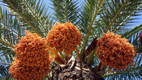 How to Grow and Care for Date Palm Trees