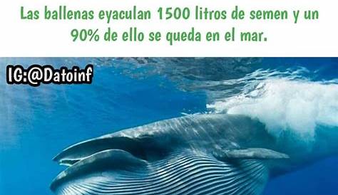 Dato curioso: Las ballenas jorobadas pueden viajar hasta 5,000 millas u 8,000 kilómetros en su