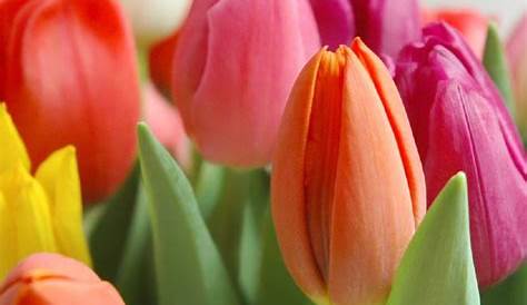 Significado del sueño del tulipán - Significados Gratis
