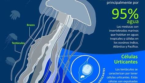 Crece el número de medusas en el Mediterráneo - Tus noticias de la semana