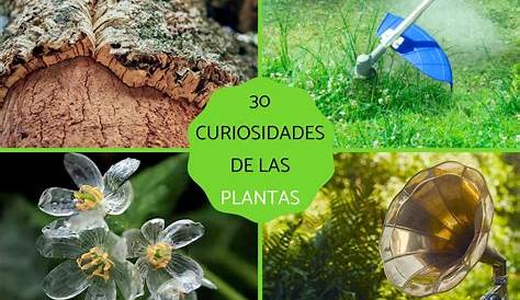 La importancia de las plantas en la biosfera by QF Liuba Prado - Issuu
