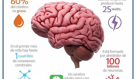 Datos curiosos del cerebro humano. en 2021 | Cerebro humano, Cerebro
