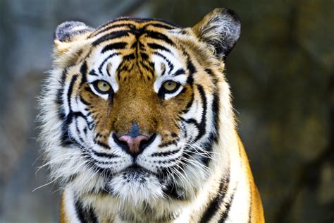 datos curiosos sobre los tigres
